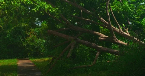 Tropical scenery around path Stock Footage 113912191