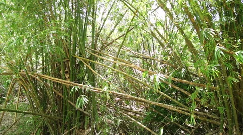 Tropical Scenes - bamboo Stock Footage 50250105