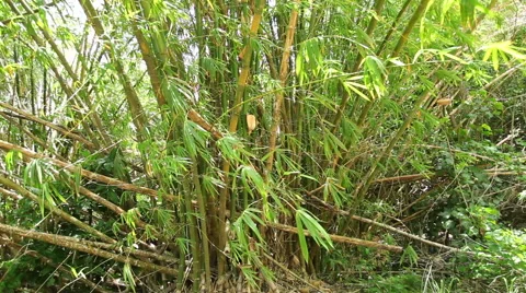Tropical Scenes - bamboo Video stock 50250182