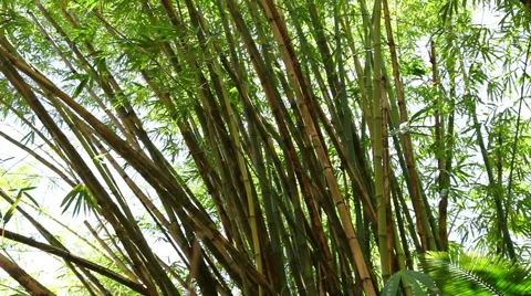 Tropical Scenes - Bamboo Stock Footage 50250681