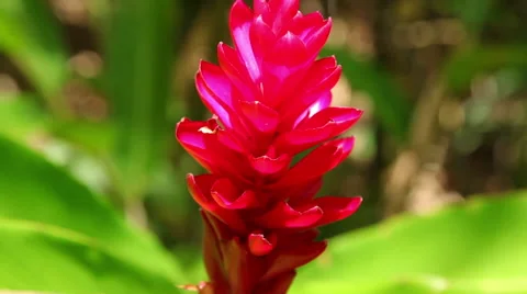 Tropical Scenes - Flower Stock Footage 50250588