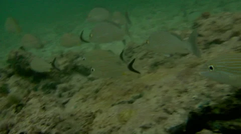 Tropical school of fish Stock Footage 40668986