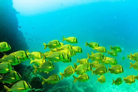 Tropical school Stock Photos