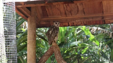 Tropical Screetch-owl Stock Footage 227575881