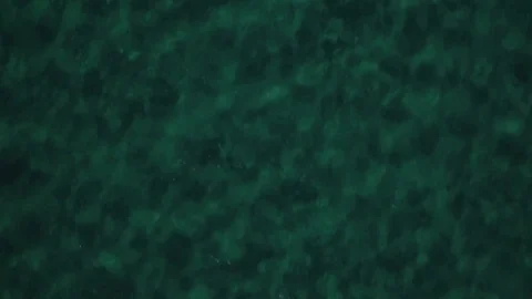 Tropical Sea Video stock 76443446