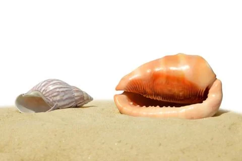 Tropical sea shells Stock Photos