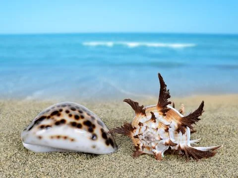 Tropical sea shells Stock Photos