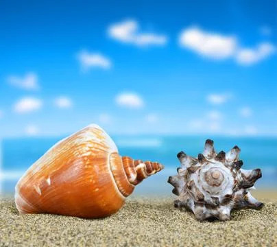 Tropical sea shells. Stock Photos