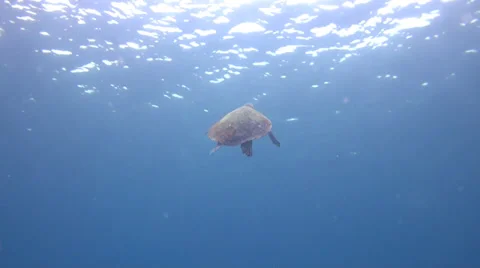 Tropical Sea Turtle at the surface Stock Footage 28901149