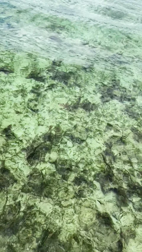 Tropical seafloor in the Philippines. Stock Footage 252872850