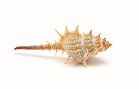 Tropical seashell Stock Photos