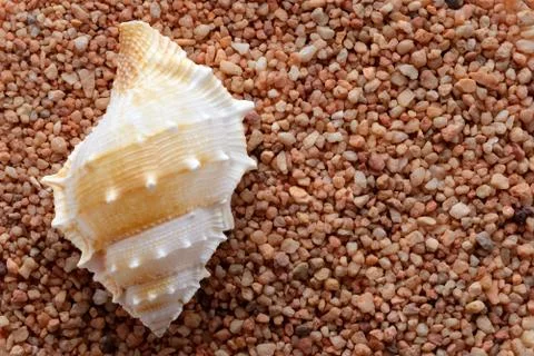 Tropical seashell on sand Stock Photos