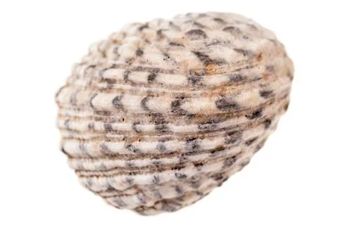 Tropical seashell top Stock Photos