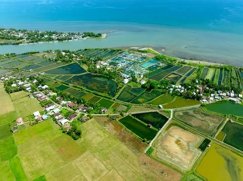 Tropical Seaside Rice Fields Stock Photos