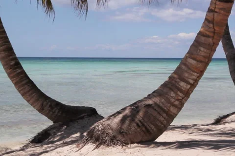 Tropical seat. SD. Stock Footage