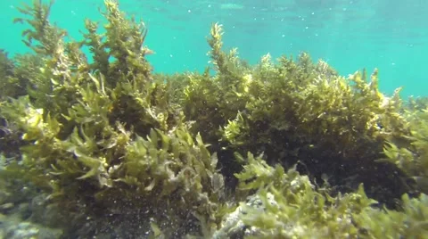 Tropical Seaweed in Waves 2 Stock Footage 63232008