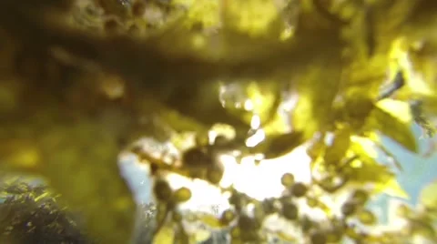 Tropical Seaweed in Waves 3 Stock Footage