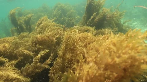 Tropical Seaweed in Waves Stock Footage 63231734