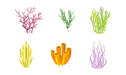 Tropical seaweeds or algae set. Aquatic underwater flora vector illustration Illustrazione stock