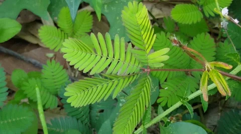 Tropical sensitive plant Video stock 52334372