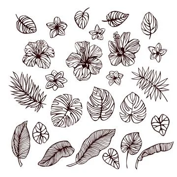 Tropical set and hand drawn summer flowers and leaves イラスト素材