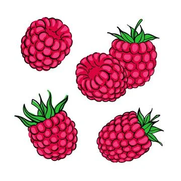 Tropical set doodle red raspberry. Stock Illustration