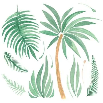 Tropical set leaf palm grass Watercolor hand painted natural elements on a wh Illustrazione stock