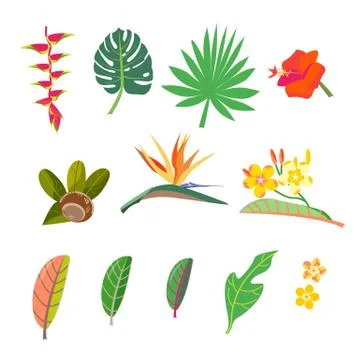 Tropical set. Set vector images leaves, flowers. Stylization Caribbean gardening Stock Illustration