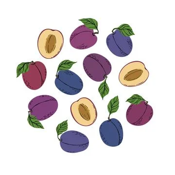 Tropical set violet plums and plum slices. Stockillustratie