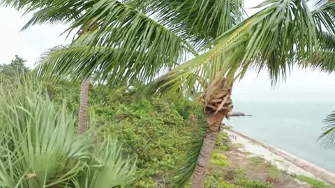 Tropical setting Video stock 143429236