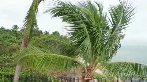 Tropical setting Video stock 143429280