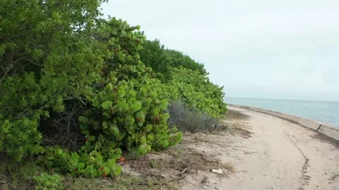 Tropical setting Video stock 143453075