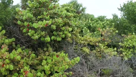 Tropical setting Video stock 143453082