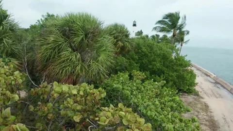 Tropical setting Video stock 143453102