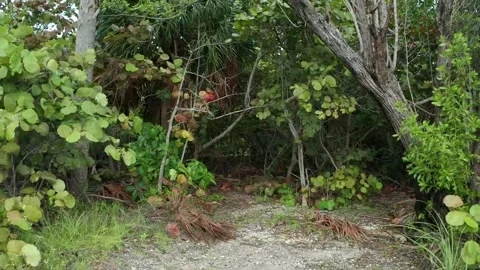 Tropical setting Video stock 143453107