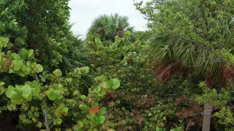 Tropical setting Video stock 143453123