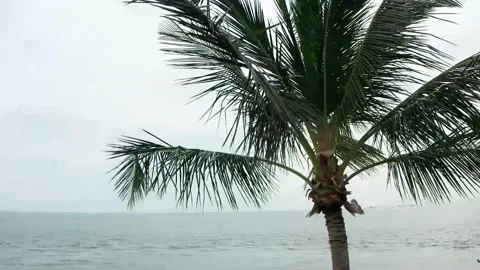 Tropical setting Video stock 143453125