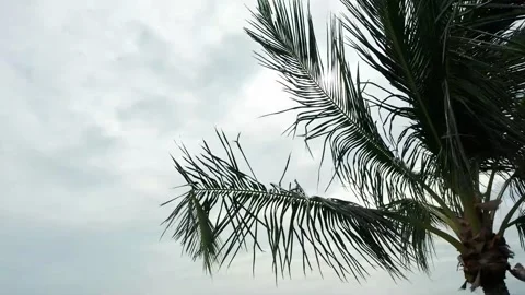 Tropical setting Video stock 143453126