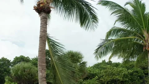 Tropical setting Video stock 143453127