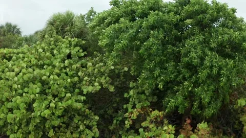 Tropical setting Video stock 143453140