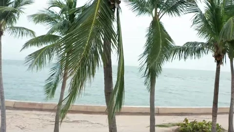 Tropical setting Video stock 143453156