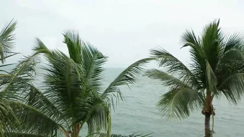 Tropical setting Video stock 143453160