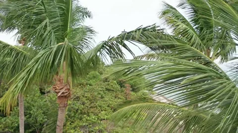 Tropical setting Video stock 143453166