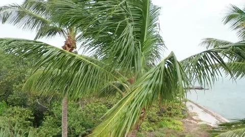 Tropical setting Video stock 143453199