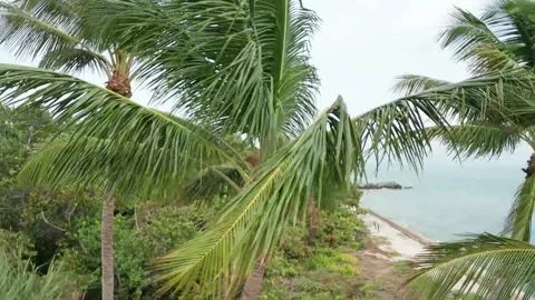 Tropical setting Video stock 143453203