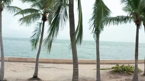 Tropical setting Video stock 143453219