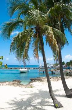 Tropical shadow Stock Photos