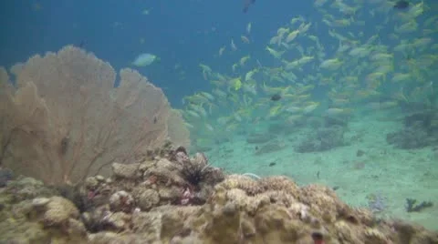 Tropical Shark Stock Footage 22302533