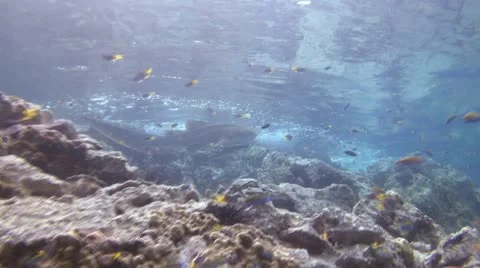 Tropical Shark Stock Footage 22302771