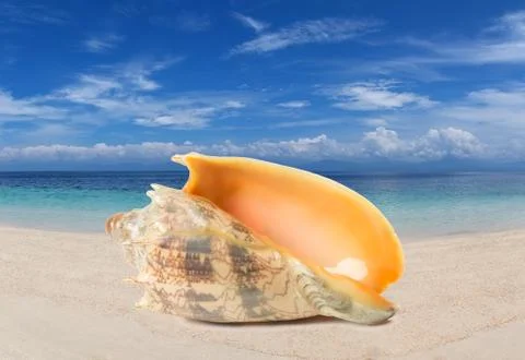 Tropical shell on a beach Stock Photos